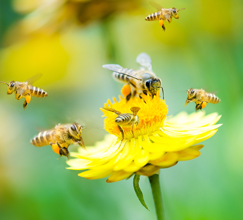 Inference observation image