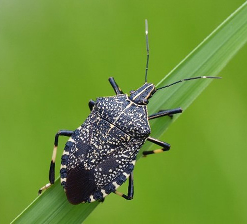 Stink bug