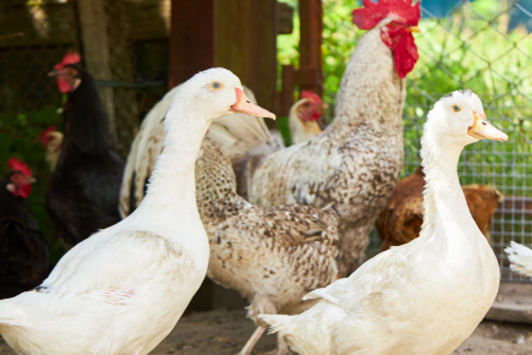 Chickens and ducks