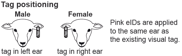 eID tag positioning - male left, female right 