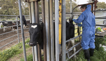 Vet collecting samples from cattle