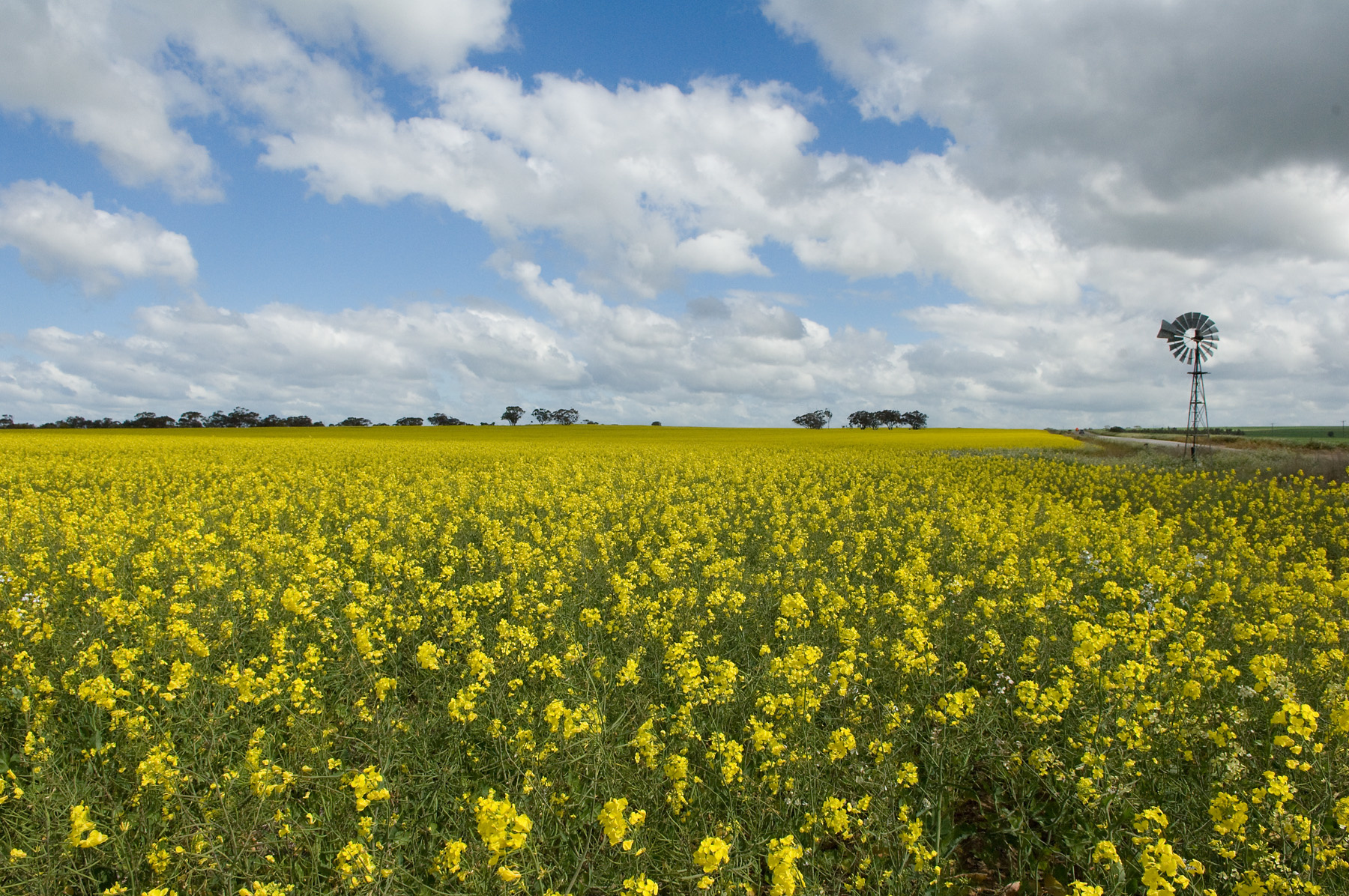 Windmill in a canola field