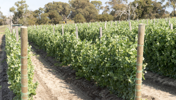 Market garden rows of vegetables growing