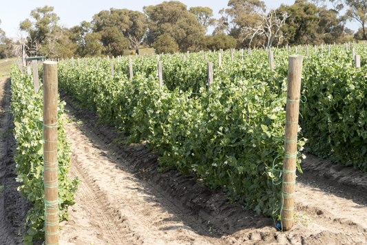Market garden rows of vegetables growing