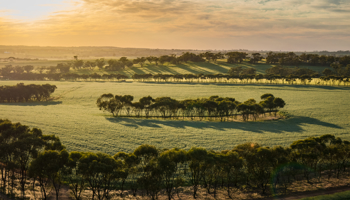 Aerial of morning sun on green crop with trees
