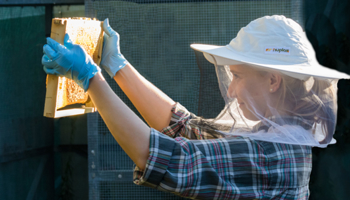 Person holding up and inspecting beehive frame
