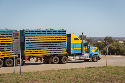 Livestock transport