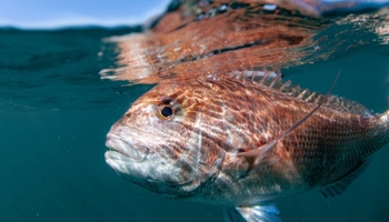 Pink snapper