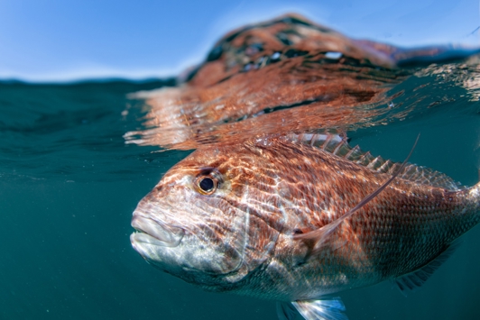 Pink snapper