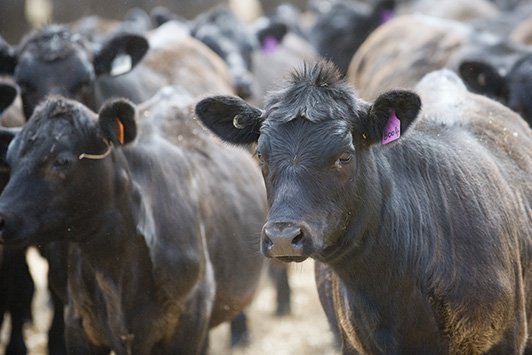 Black Angus cattle