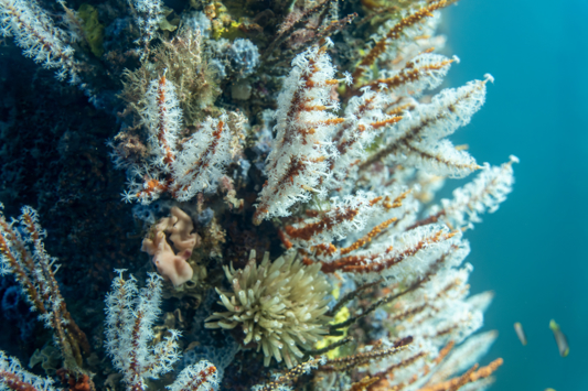 Underwater image of coral on the Busselton Jetty