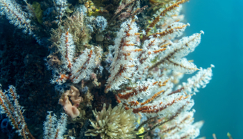 Underwater image of coral on the Busselton Jetty