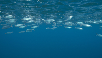 School of herring
