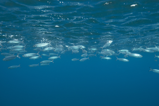 School of herring