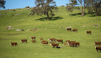 Cattle grazing