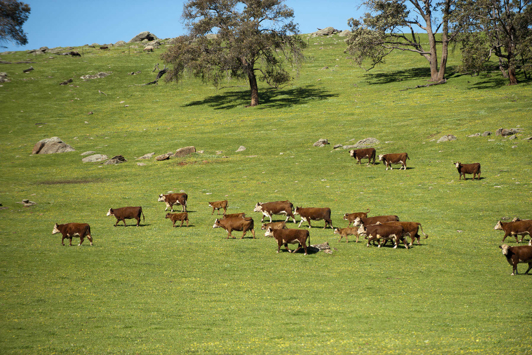 Cattle grazing