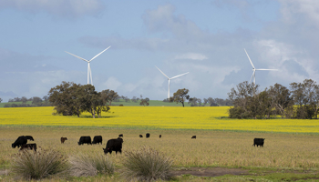 dandaragan wind farm canola cattle