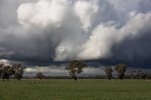Sheep grazing under a storm