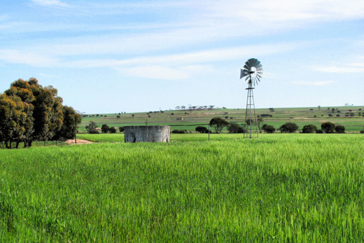 Green barley field with water tank and windmill in the distance