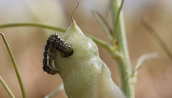 Budworm on a lupin pod