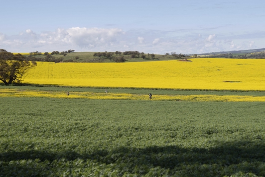 Yellow canola fields