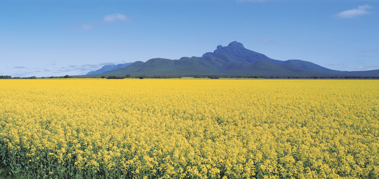 Yellow flowering canola crop with Stirling Range in the background 