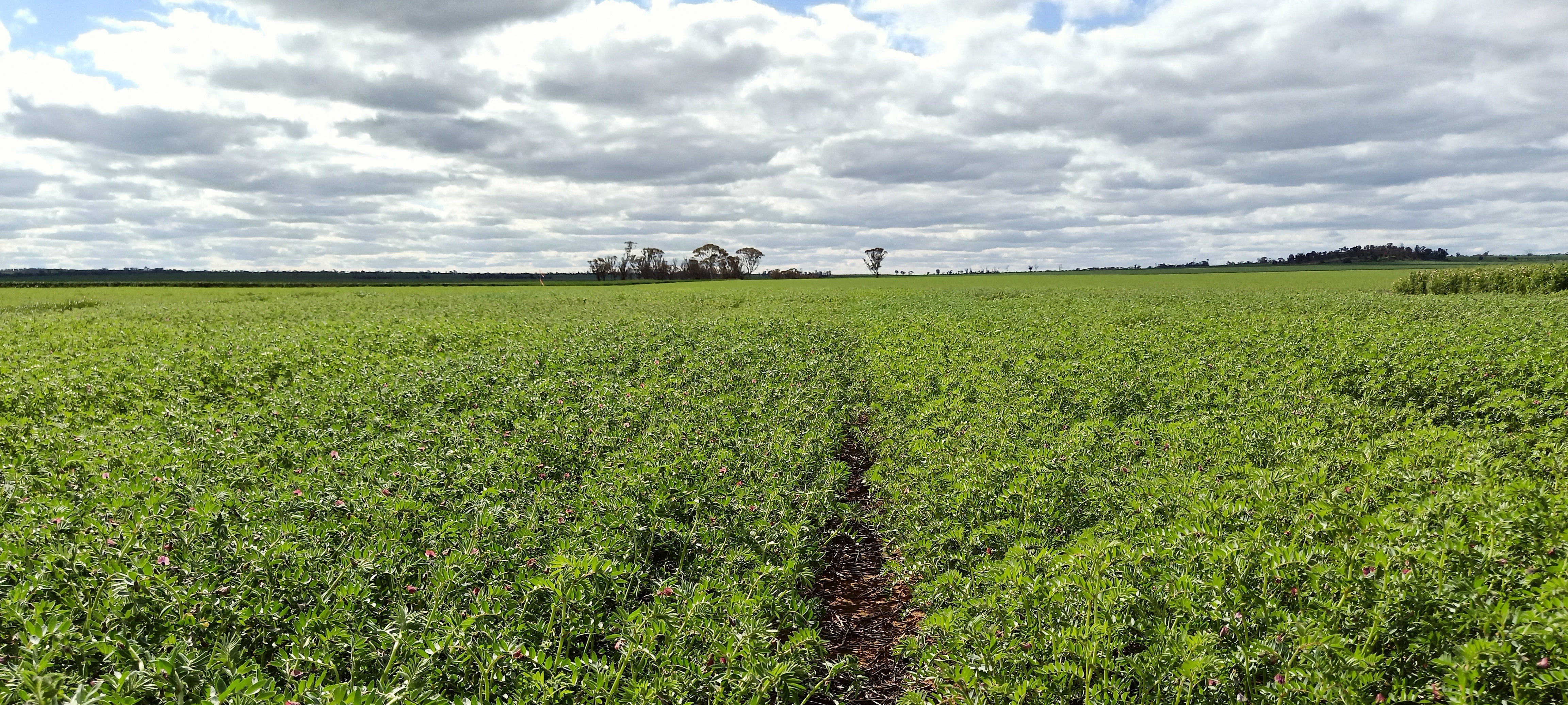 A paddock of chickpea plants