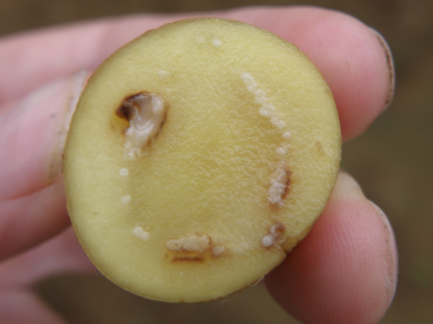 Bacteria oozing out of cut tuber