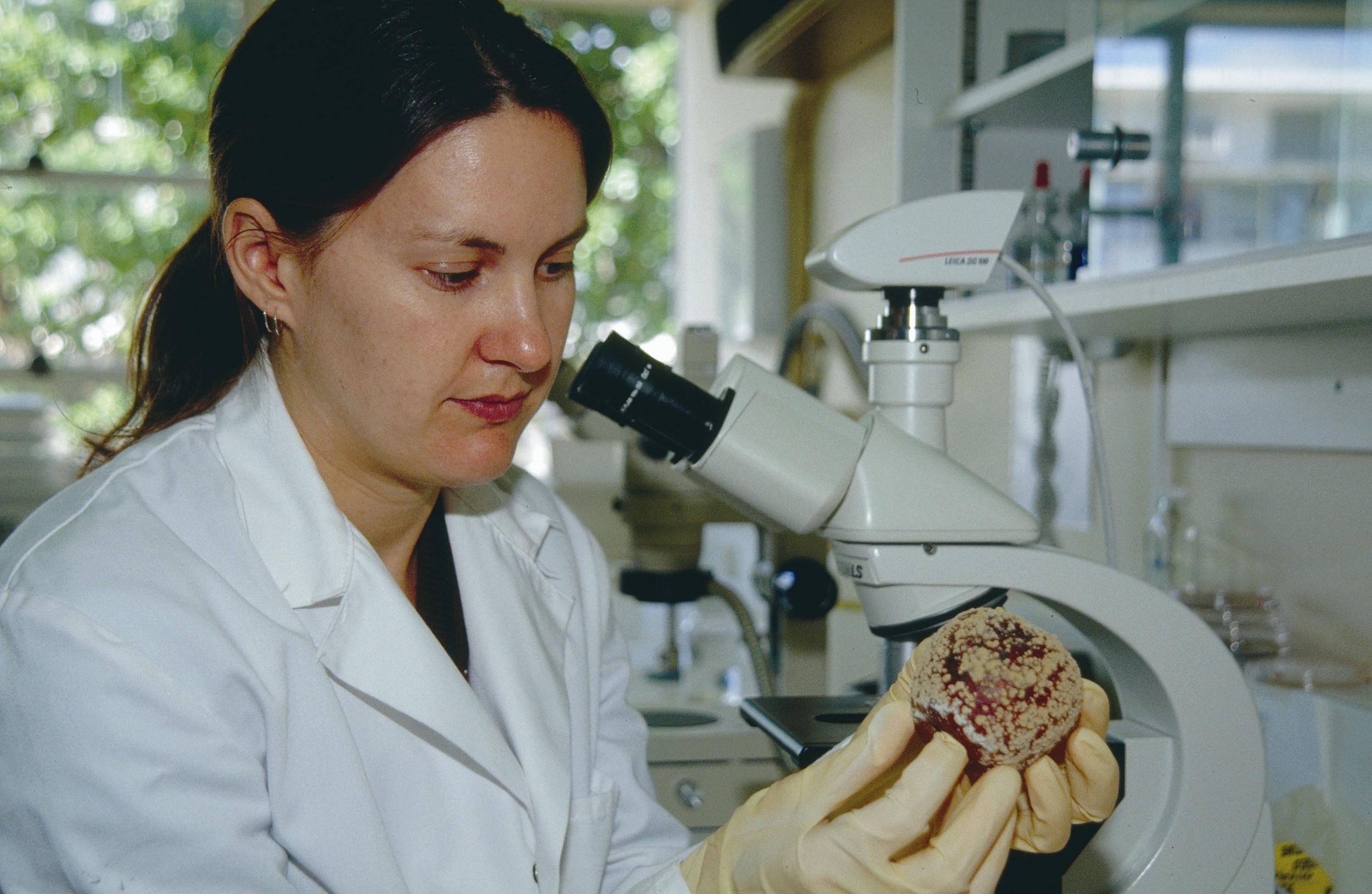 Scientist inspecting a diseased apple