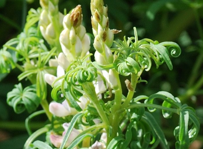 Wilting leaves on plant