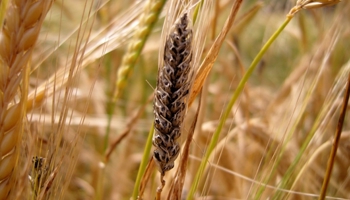 Diseased grain head