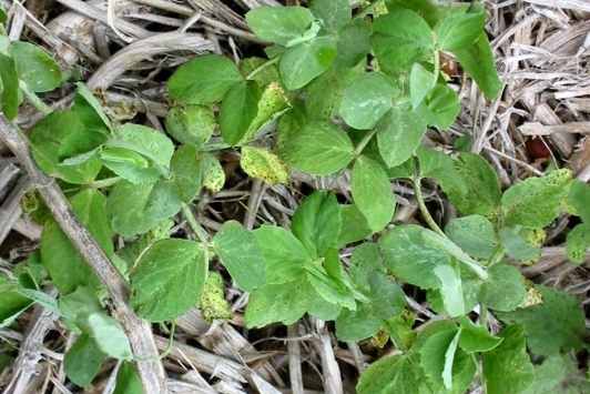 Field pea plants with small black dots