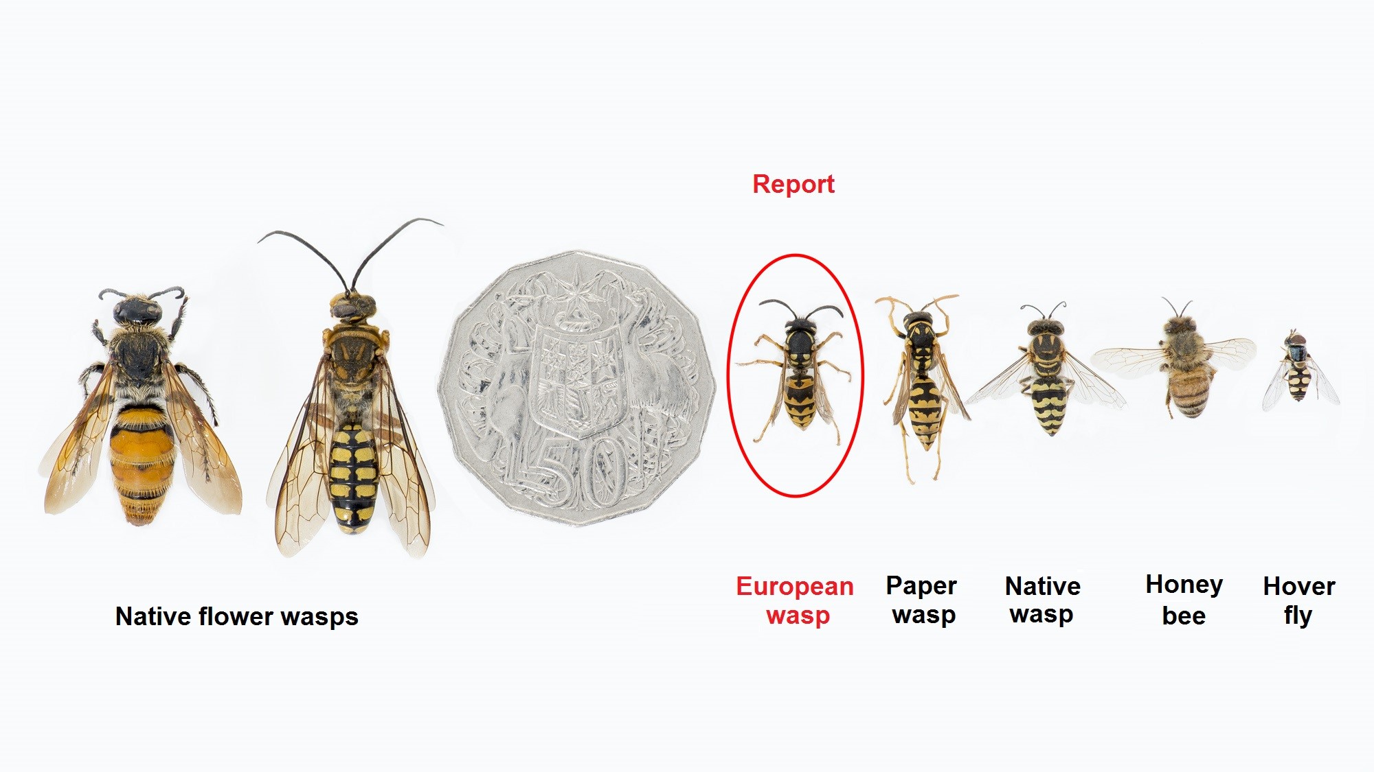 Comparison photos of European wasps and similar insects