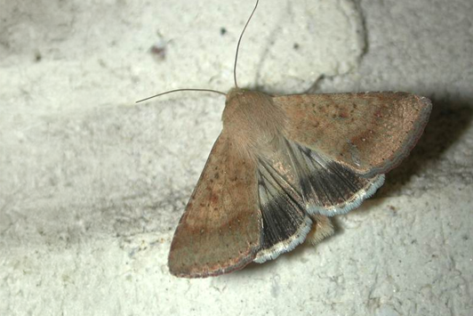 Brown moth