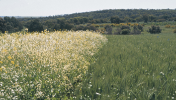 White flowered plant in wheat crop