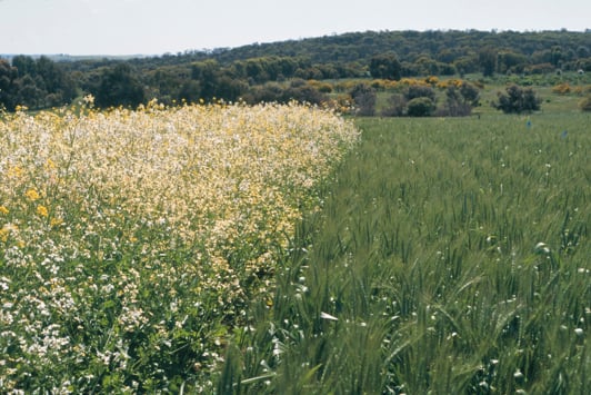 White flowered plant in wheat crop