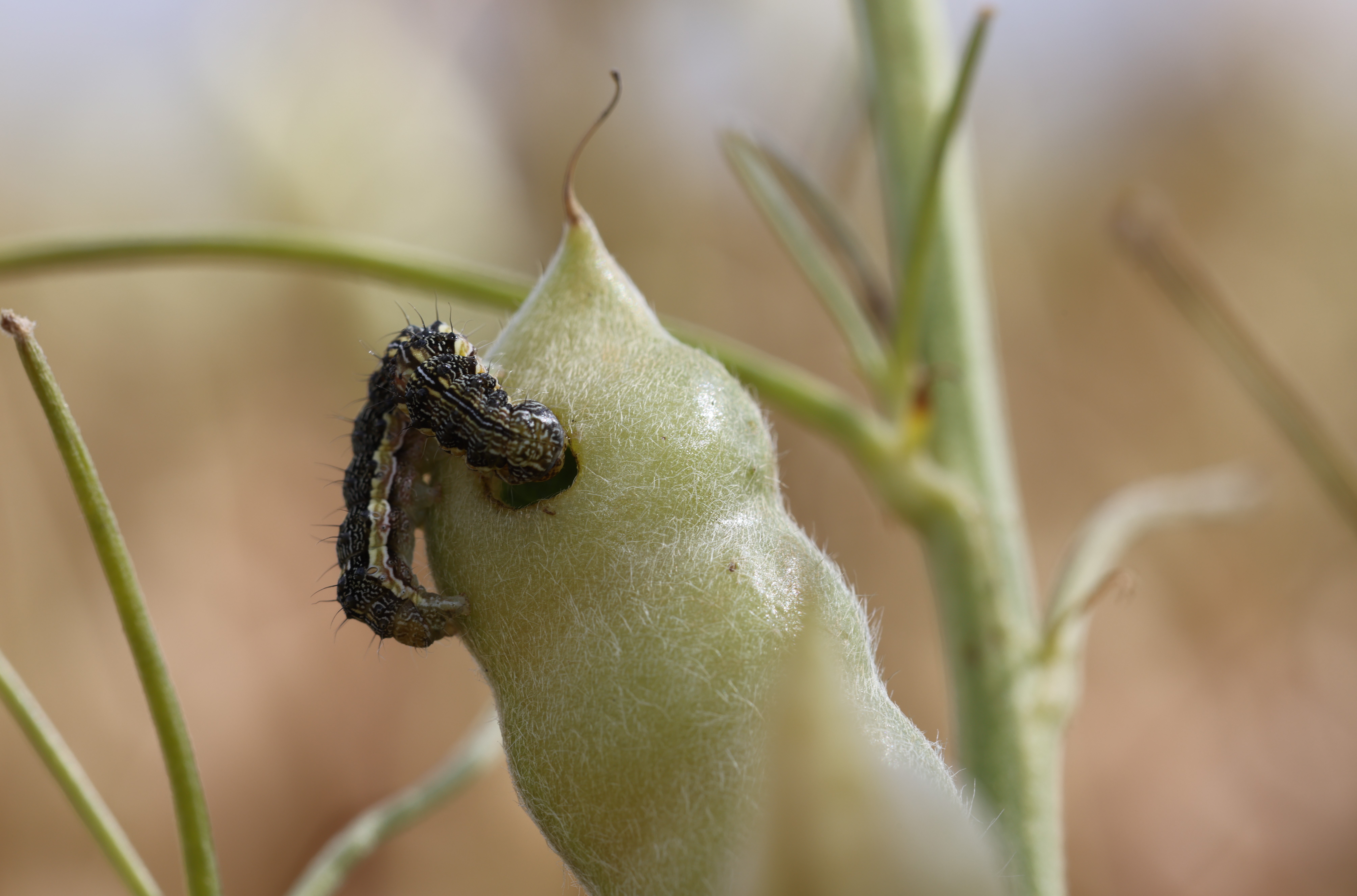 Budworm on a lupin pod