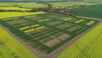 Aerial of grain field trials