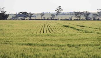 green wheat field