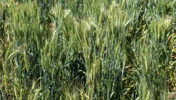 Green wheat heads
