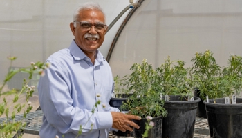 Scientist in a grow room