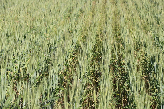 Rows of green crops