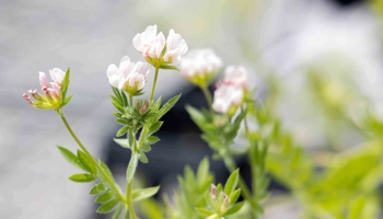Close up of white lupin flowers