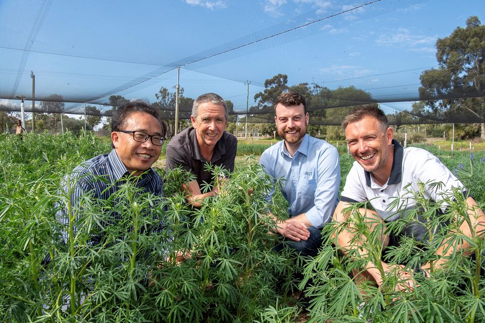Four men from the lupin disease resistance project team pose crouched for a photo amongst a shaded lupin crop .