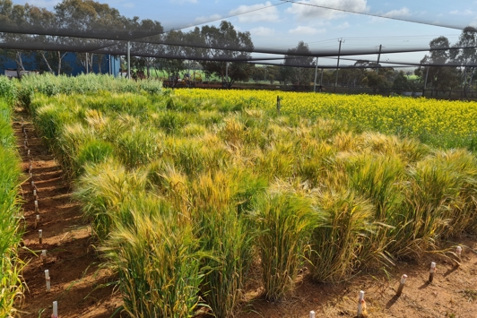Netted grains trial plot
