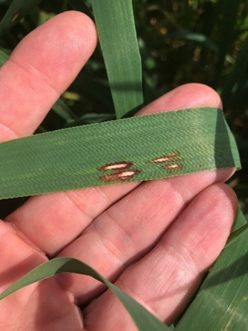 Red leather leaf disease infection on an oat leaf