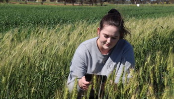 Grains researcher holding tablet in wheat trial crop