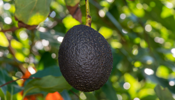 Avocado hanging on tree