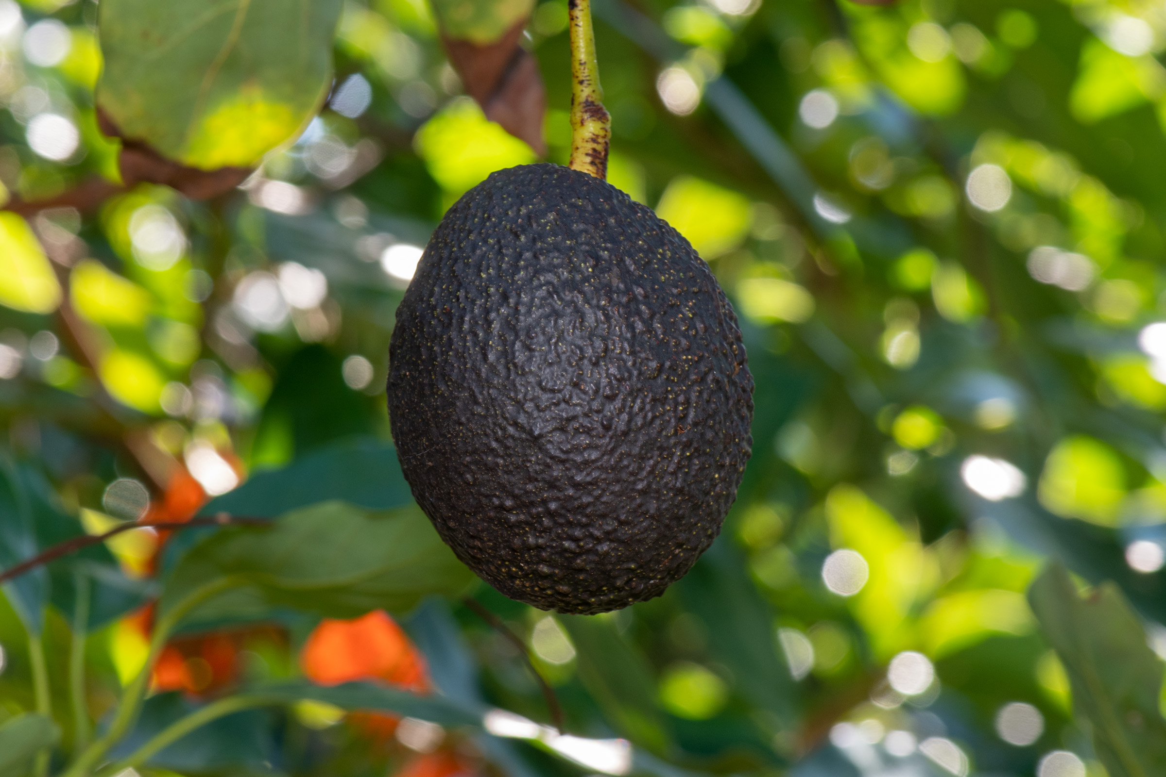 Avocado hanging on tree