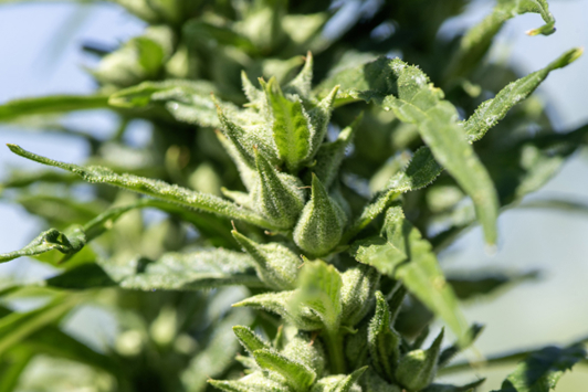 Close-up image of a hemp plant